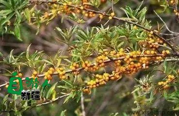 新疆荒漠里常见的这45种稀奇植物，营养堪比人参，还能降三高！以后捡到这些宝贝可千万别丢了！