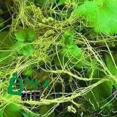 新疆荒漠里常见的这45种稀奇植物，营养堪比人参，还能降三高！以后捡到这些宝贝可千万别丢了！