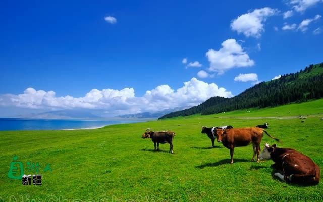 新疆最美风景在哪里？这让人向往的20个地方，2019不容错过！