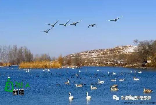 为爱而生——伊犁天鹅泉