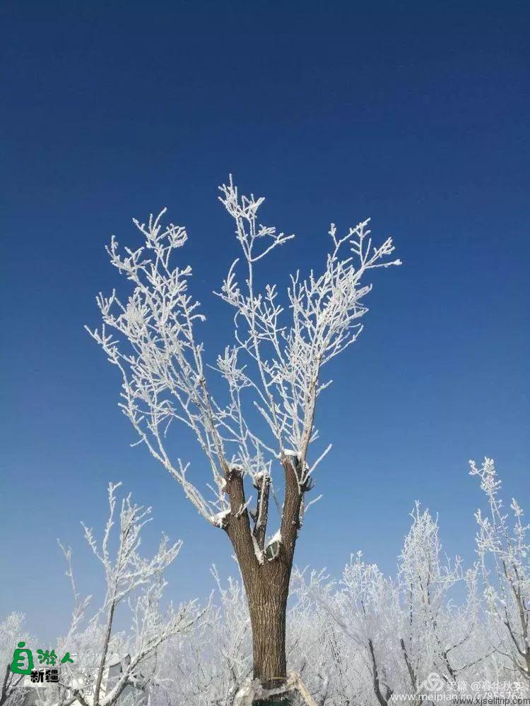 寒花积玉万千枝 银装素裹都是诗