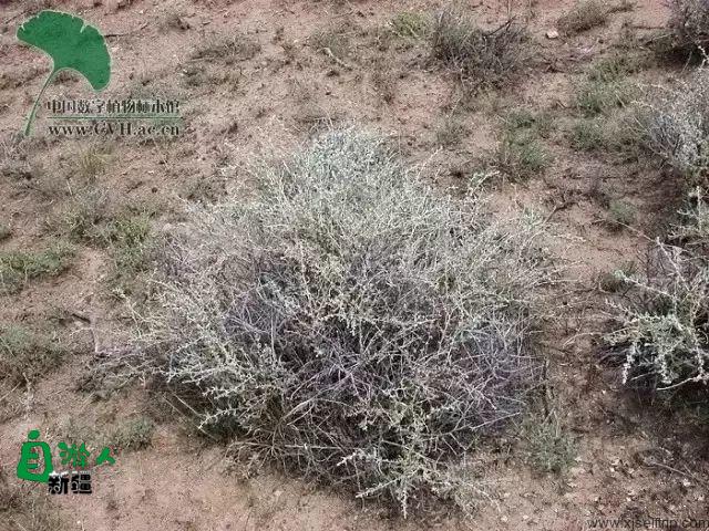 新疆荒漠里常见的这45种稀奇植物，营养堪比人参，还能降三高！以后捡到这些宝贝可千万别丢了！