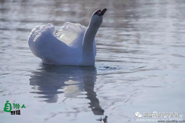 “我说新疆”之陶醉在冬季伊犁的水墨世界里