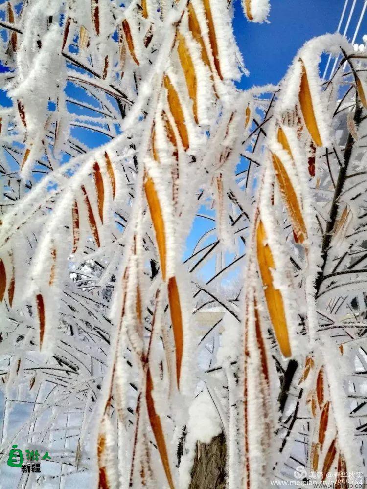 寒花积玉万千枝 银装素裹都是诗
