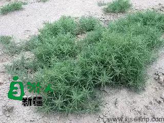 新疆荒漠里常见的这45种稀奇植物，营养堪比人参，还能降三高！以后捡到这些宝贝可千万别丢了！