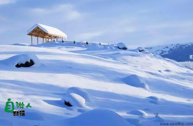 新疆的雪，一年四季最变幻莫测的白！ 新疆的马，冰天雪地中最狂野的精灵！