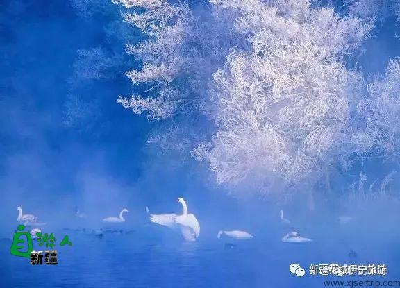 为爱而生——伊犁天鹅泉