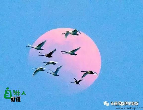 为爱而生——伊犁天鹅泉