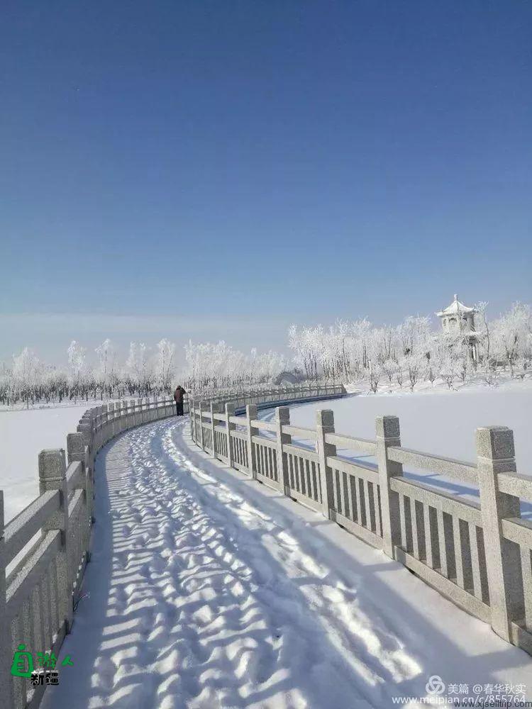 寒花积玉万千枝 银装素裹都是诗