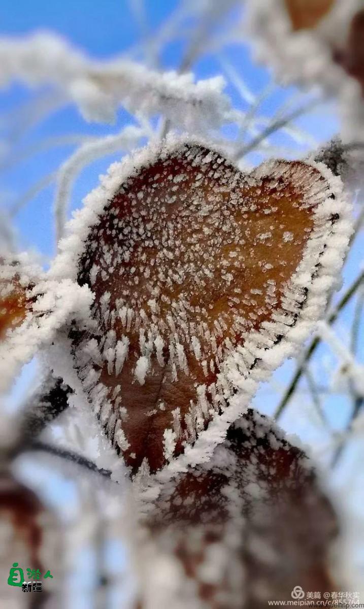寒花积玉万千枝 银装素裹都是诗
