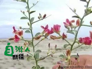 新疆荒漠里常见的这45种稀奇植物，营养堪比人参，还能降三高！以后捡到这些宝贝可千万别丢了！