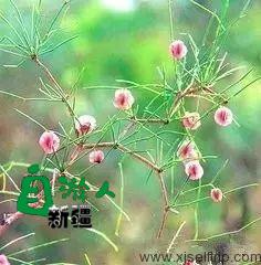 新疆荒漠里常见的这45种稀奇植物，营养堪比人参，还能降三高！以后捡到这些宝贝可千万别丢了！