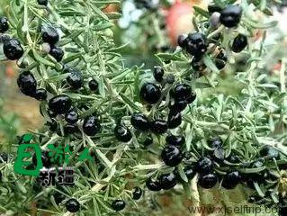 新疆荒漠里常见的这45种稀奇植物，营养堪比人参，还能降三高！以后捡到这些宝贝可千万别丢了！