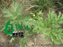 新疆荒漠里常见的这45种稀奇植物，营养堪比人参，还能降三高！以后捡到这些宝贝可千万别丢了！