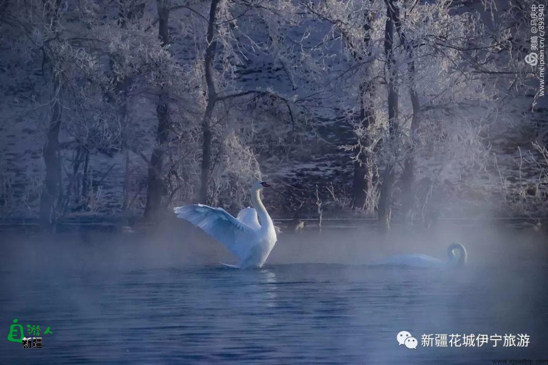 “我说新疆”之陶醉在冬季伊犁的水墨世界里