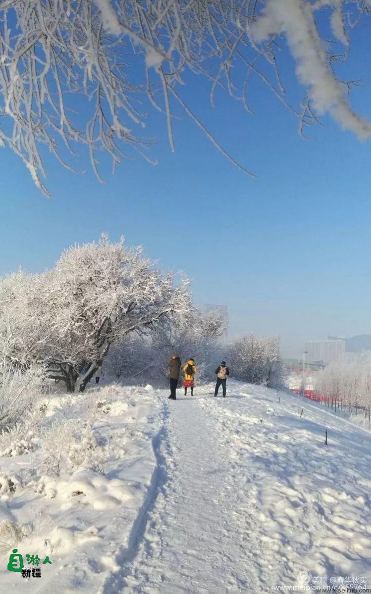 寒花积玉万千枝 银装素裹都是诗