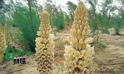 新疆荒漠里常见的这45种稀奇植物，营养堪比人参，还能降三高！以后捡到这些宝贝可千万别丢了！