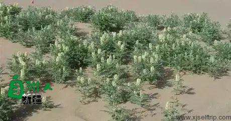 新疆荒漠里常见的这45种稀奇植物，营养堪比人参，还能降三高！以后捡到这些宝贝可千万别丢了！