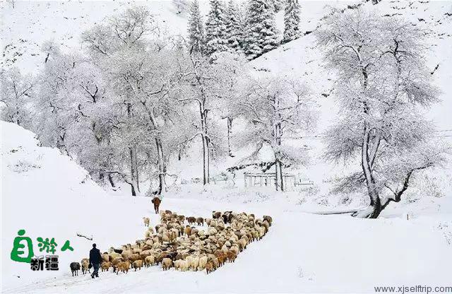 新疆的雪，一年四季最变幻莫测的白！ 新疆的马，冰天雪地中最狂野的精灵！