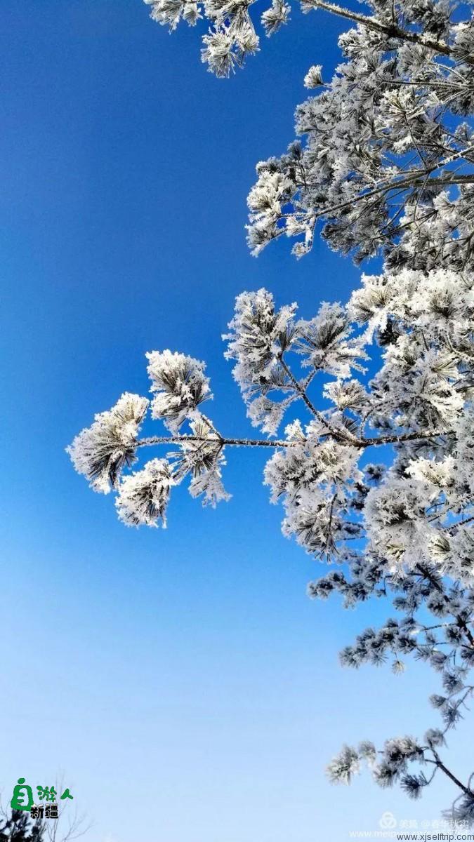 寒花积玉万千枝 银装素裹都是诗