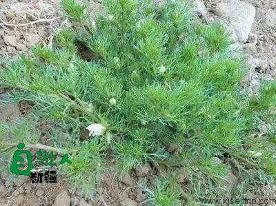 新疆荒漠里常见的这45种稀奇植物，营养堪比人参，还能降三高！以后捡到这些宝贝可千万别丢了！