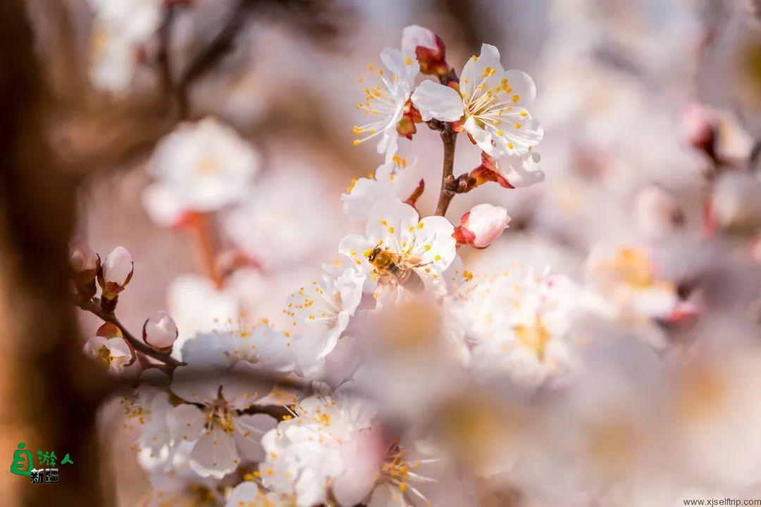 下一站，新疆！3月开始，新疆将变成最美的后花园！