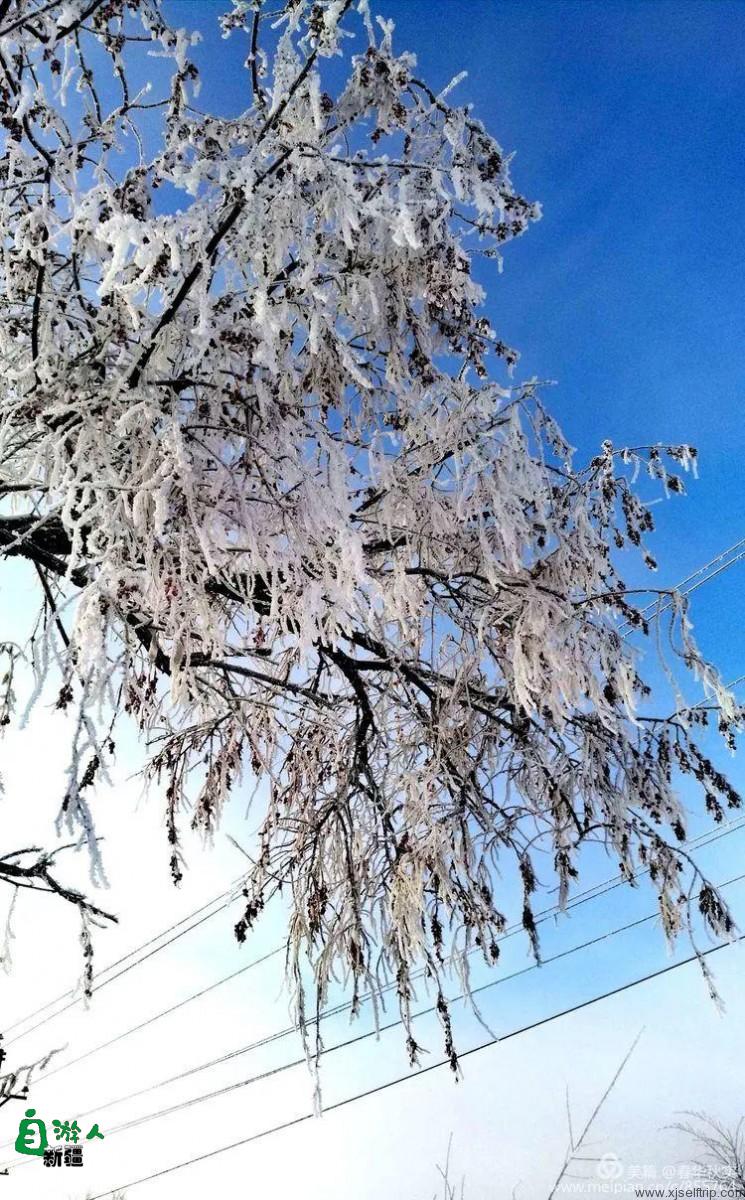 寒花积玉万千枝 银装素裹都是诗