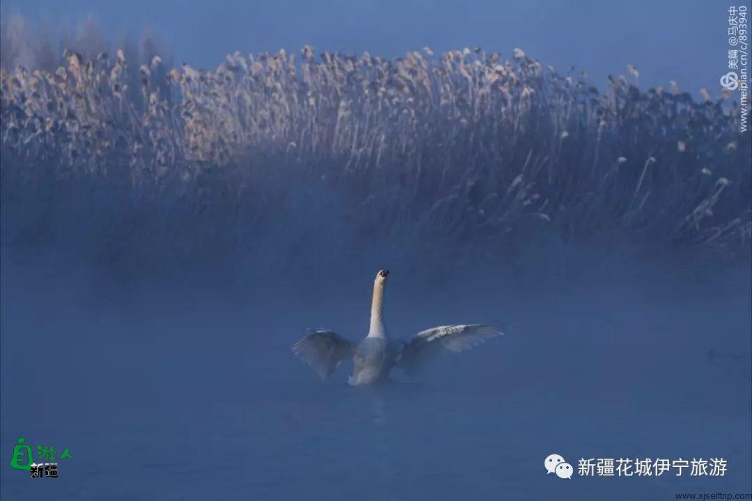 “我说新疆”之陶醉在冬季伊犁的水墨世界里