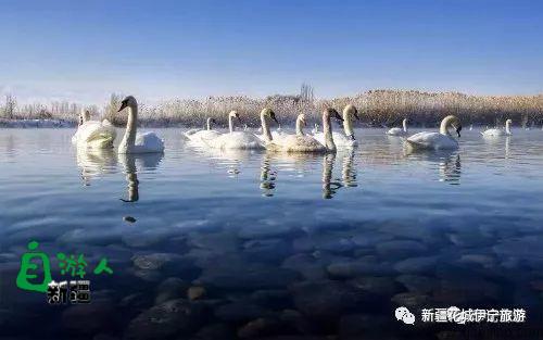 为爱而生——伊犁天鹅泉