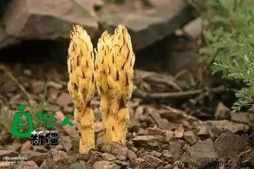 新疆荒漠里常见的这45种稀奇植物，营养堪比人参，还能降三高！以后捡到这些宝贝可千万别丢了！