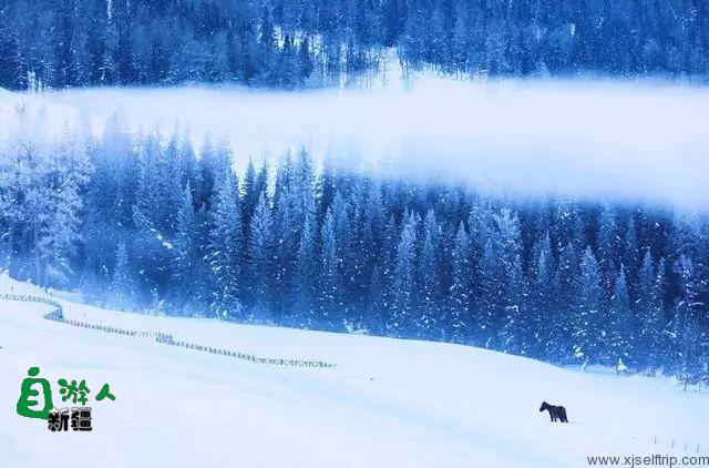 新疆的雪，一年四季最变幻莫测的白！ 新疆的马，冰天雪地中最狂野的精灵！
