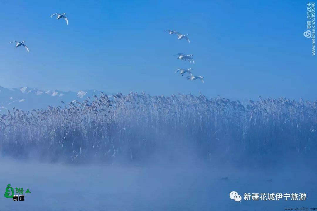 “我说新疆”之陶醉在冬季伊犁的水墨世界里