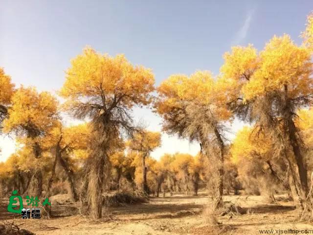 新疆最美风景在哪里？这让人向往的20个地方，2019不容错过！