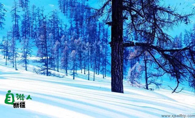 新疆的雪，一年四季最变幻莫测的白！ 新疆的马，冰天雪地中最狂野的精灵！