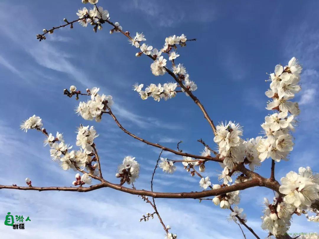 新疆自游人2019第一团 | 新疆杏花无敌，美玉无双