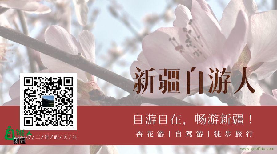 新疆自游人2019第一团 | 新疆杏花无敌，美玉无双
