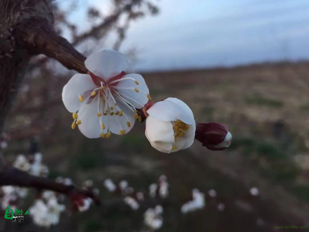 新疆自游人2019第一团 | 新疆杏花无敌，美玉无双